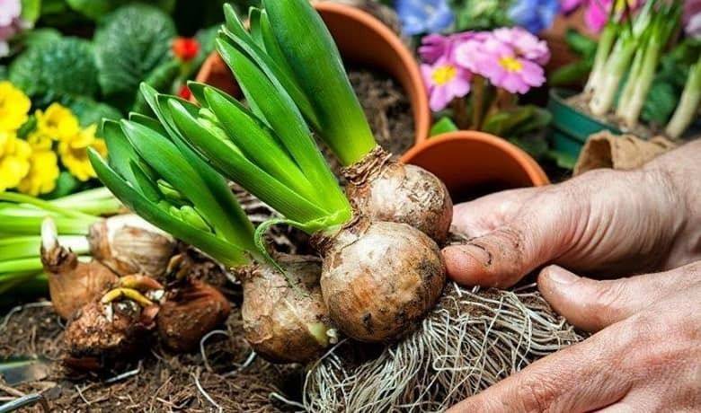 Эксклюзив! Agro-Market — первый онлайн супермаркет для сада, огорода и дома