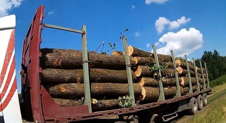 Операція «Дуб»: З Балаклійського району вивозять дуб
