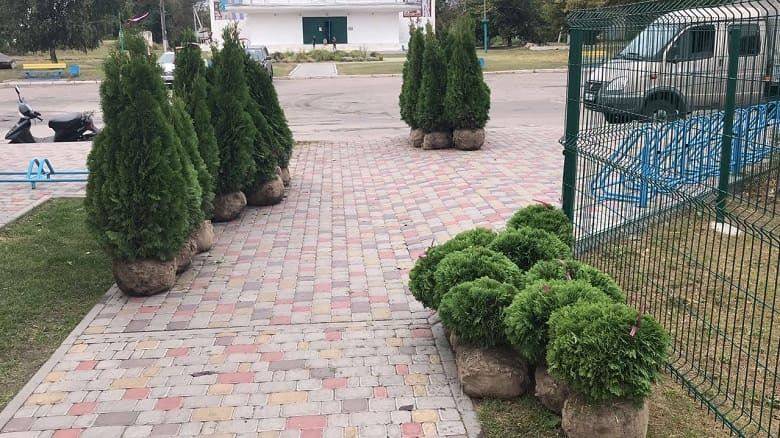 Ко дню поселка в Андреевке высажена Аллея Мира