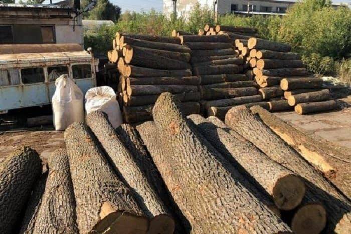 Прокуратура обшукує лісгоспи, що можуть бути причетні до незаконної порубки дерев, — ФОТО