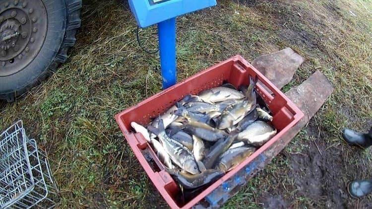 Рыба