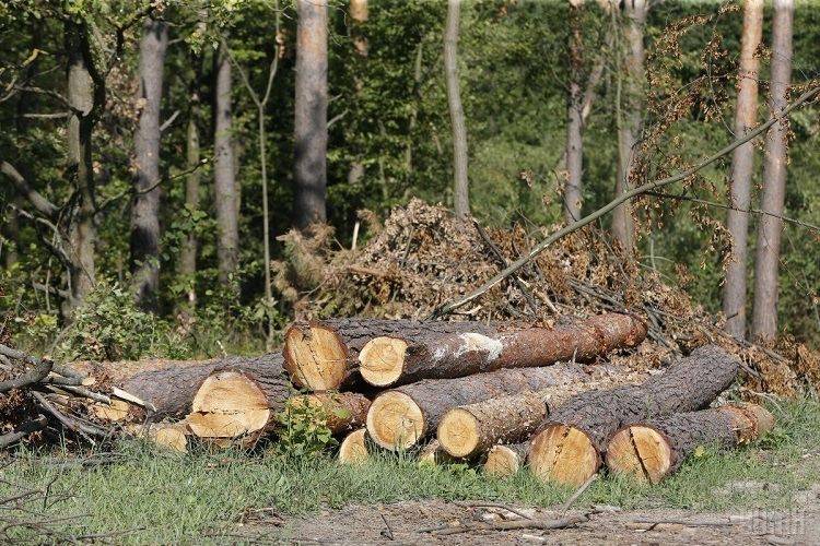 В Балаклії майстер лісгоспу промишляв браконьєрством