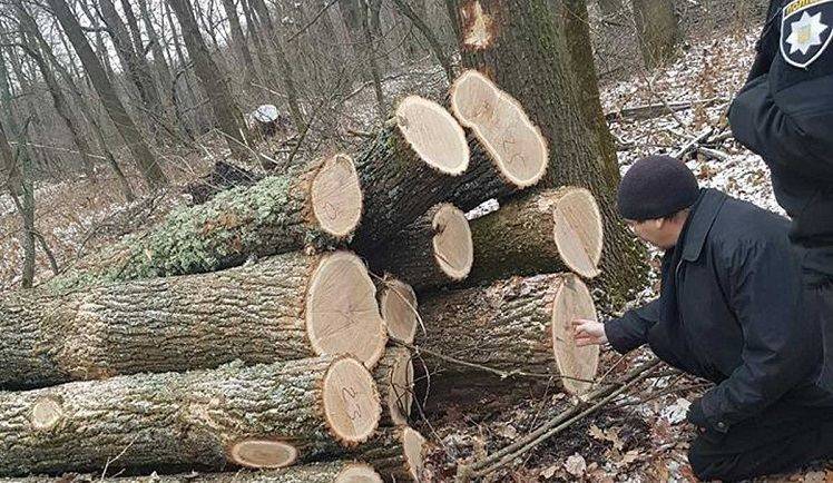 В Савинцах спилили вековые дубы
