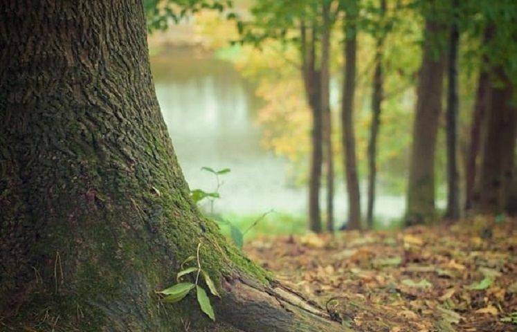 В Украине повысят штрафы за незаконную вырубку деревьев