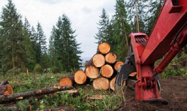 Более 300 тысяч гривен ущерба нанесла Украине деятельность одного из лесных хозяйств