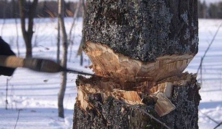 Вырубки продолжаются…