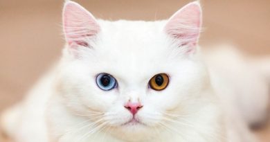 котики с глазами разніми