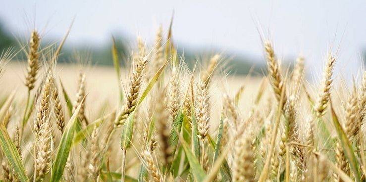 Україна збільшила експорт аграрної продукції майже на чверть