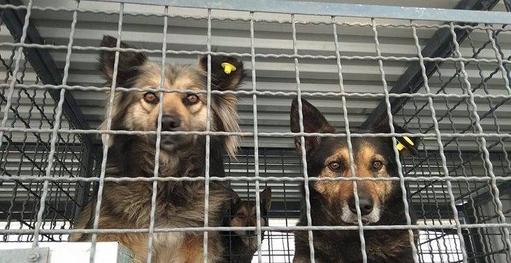В Балаклії розпочинається кампанія  вакцинації від сказу, стерилізації і чипування безпритульних собак