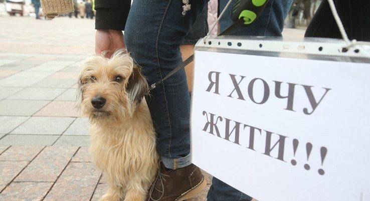 Жорстоке вбивство цуценят в Балаклії. Шукають свідків….