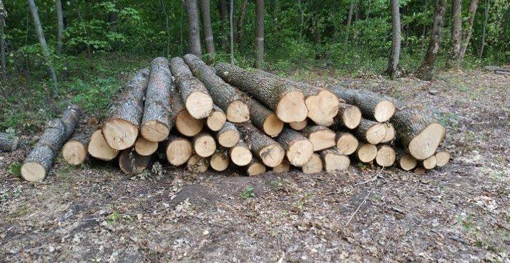 У лісі на Ізюмщині знайшли підготовлені до вивозу дерева