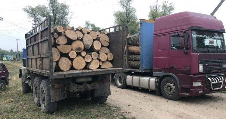 Масштабне знищення вікових дубів : у трьох районах накрили «чорних лісорубів»