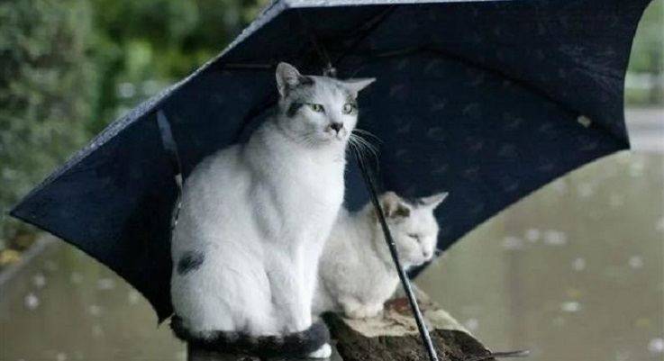 Погода в Балаклее на ближайшие дни