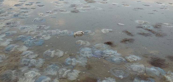 В Азовском море нашествие медуз, — ФОТО, ВИДЕО