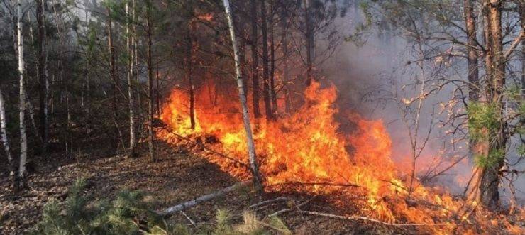В Балаклійському районі локалізовано масштабну пожежу, горіло 2,96 га лісу