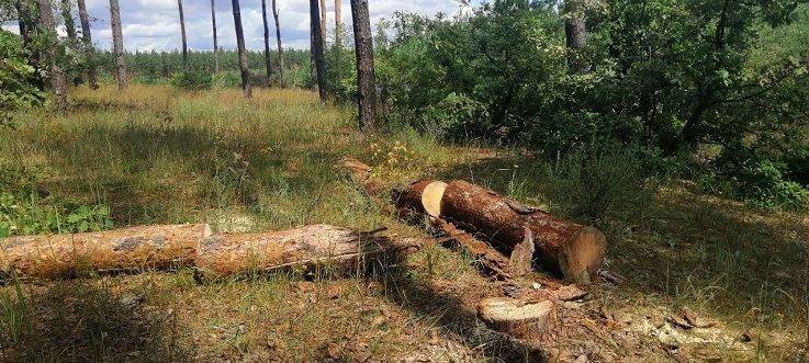 Біля дитячого табору «Олімпія» викрили незаконну вирубку лісів