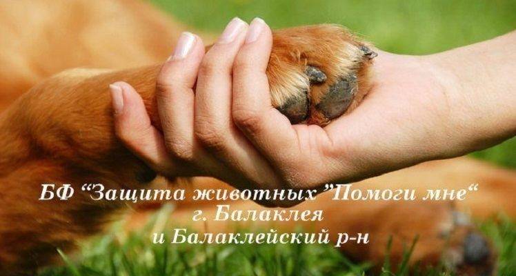 Нужна Ваша помощь Балаклейской благотворительной организации защиты животных «Помоги мне»