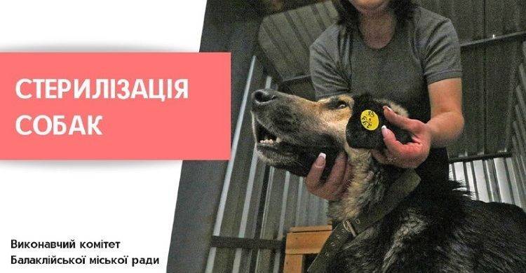 УВАГА! СТЕРИЛІЗАЦІЯ БЕЗПРИТУЛЬНИХ ТВАРИН!