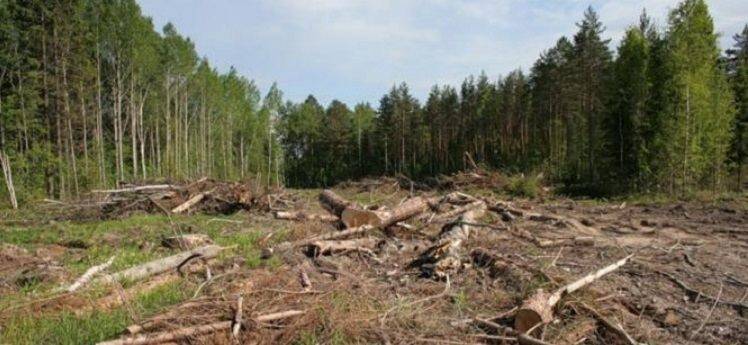 В Балаклії чоловіка осудили за незаконні вирубки дерев