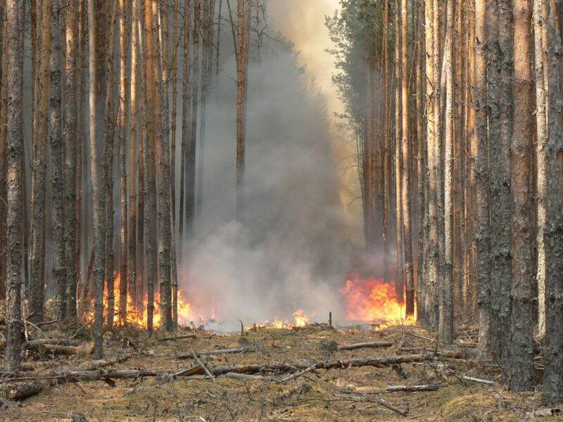 На території Балаклійського лісництва сталася пожежа.