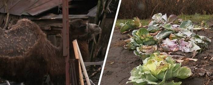 Верблюди псують врожай у селах на Харківщині