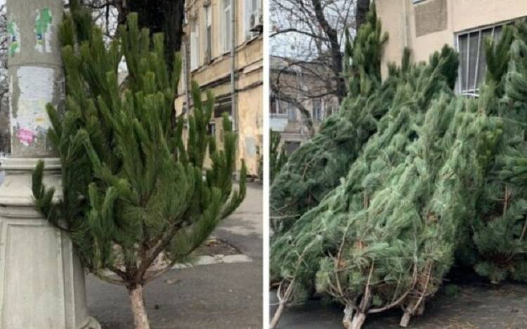 Харьковчанам продают новогодние елки по баснословной цене