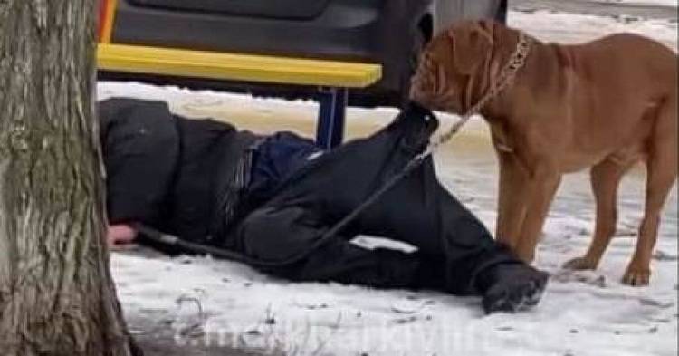 Щоб нічого не відморозив: у Харкові собака за штани волочив додому п’яного господаря (відео)
