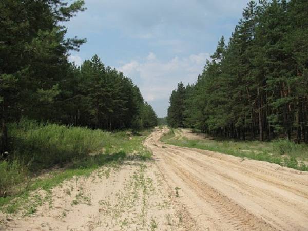 Балаклійський ліс під загрозою зникнення