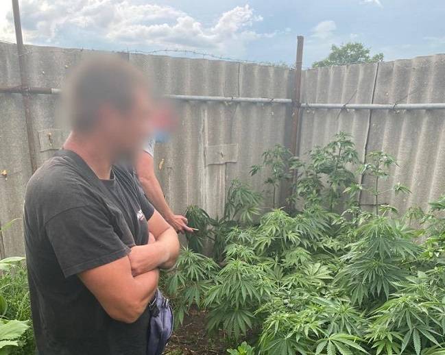Поліцейські викрили жителя Балаклії, який на власному подвір’ї вирощував коноплі