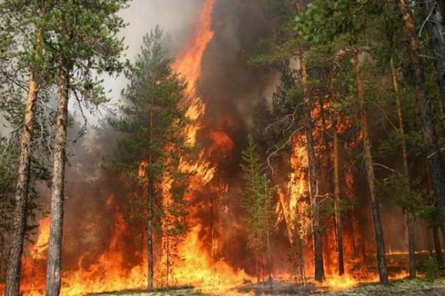 На Харківщині оголосили надзвичайний рівень пожежної небезпеки