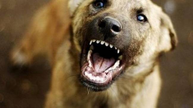 На Харківщині собаки за добу покусали шість чоловік