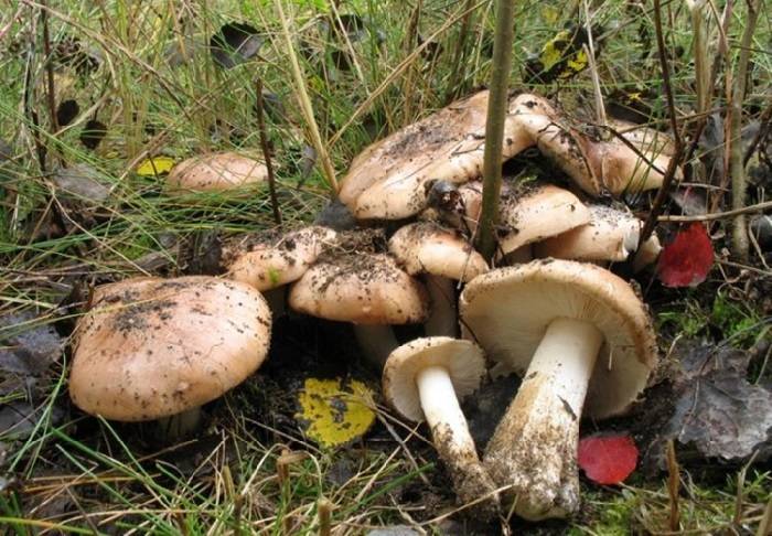 Супруги из Андреевки отравились грибами