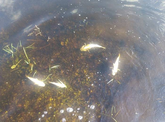 В Балаклейских водоемах мор рыбы