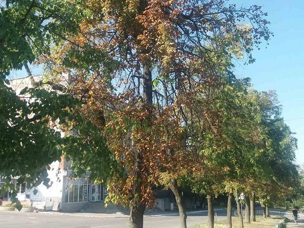 Проблема озеленення вулиць в Балаклії