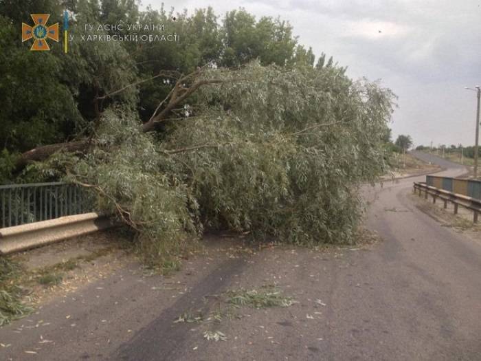 В Балаклійській та Савинській громадах поривчатий вітер повалив дерева