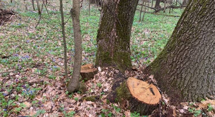 В Ізюмі майстер лісу не помітив, як невідомі спиляли 430 дерев
