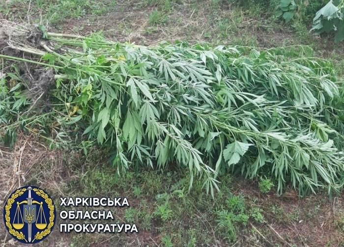 В Изюме мужчина вырастил «плантацию» конопли