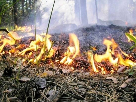 На Харьковщине в траве нашли обгоревшее тело мужчины