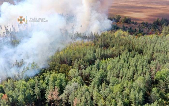 Лісову пожежу поблизу села Борщівка гасили майже добу