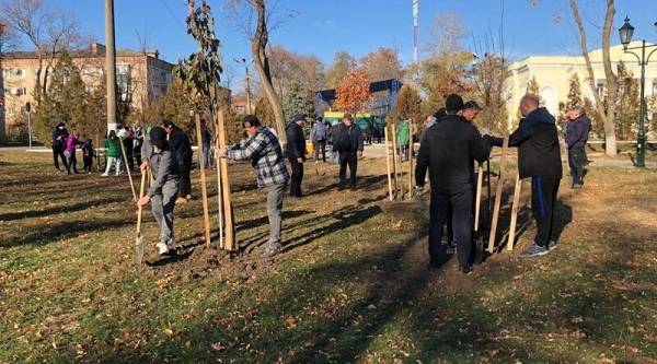 У парку біля пл. Ростовцева та по вул. Жовтнева були висаджені нові дерева та кущі