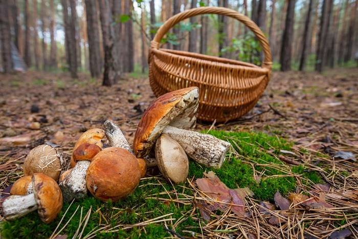 На Харьковщине бабушка с внучкой отравились грибами