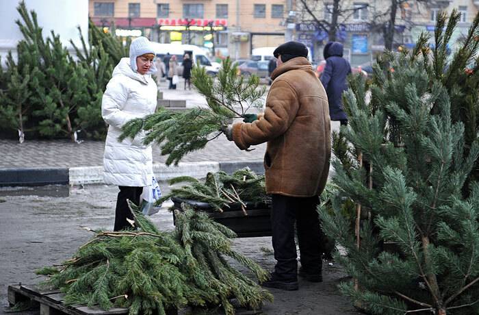 На Харьковщине начинается операция «Новогодняя елка»