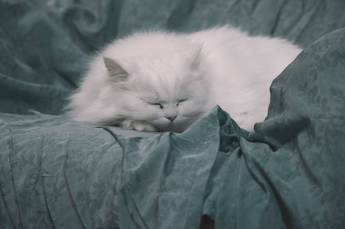 Какие витамины нужны вашей кошке?