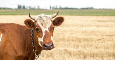 У двох громадах Харківщини мешканцям роздадуть гроші: умови