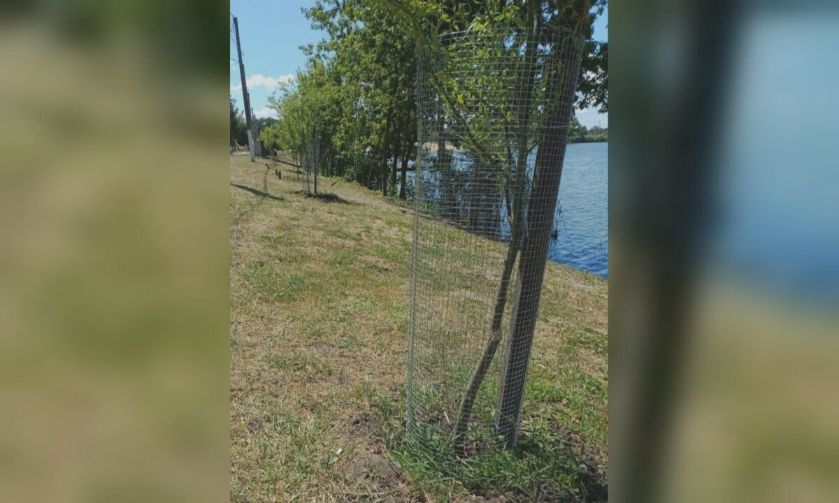 На Журавлевке установили сетки вокруг деревьев: причины и фото