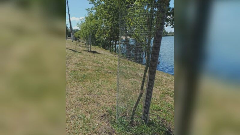 Сітки захищають дерева на Журавлівці: причини встановлення (фото)