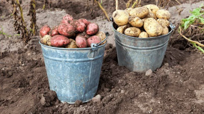 Ідеальний час для викопування картоплі: поради для успішного збору врожаю