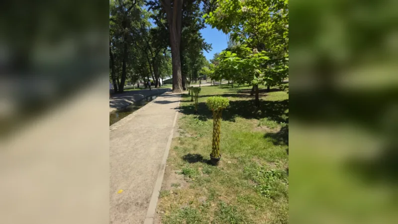 В Харькове высадили уникальные ивы: коммунальщики делятся впечатляющими фотографиями