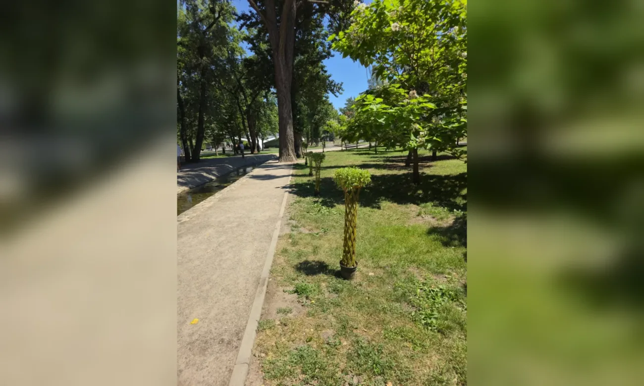 В Харькове высадили уникальные ивы: коммунальщики делятся впечатляющими фотографиями