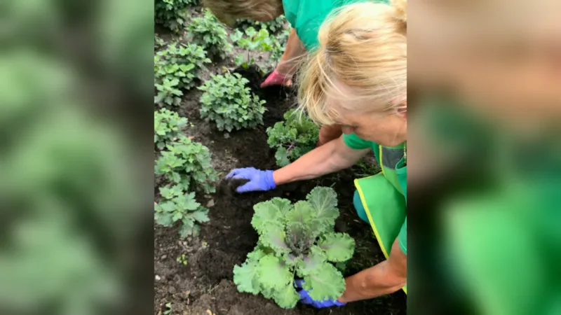 В Харкові на вулицях з’явилися незвичайні скульптури з капусти